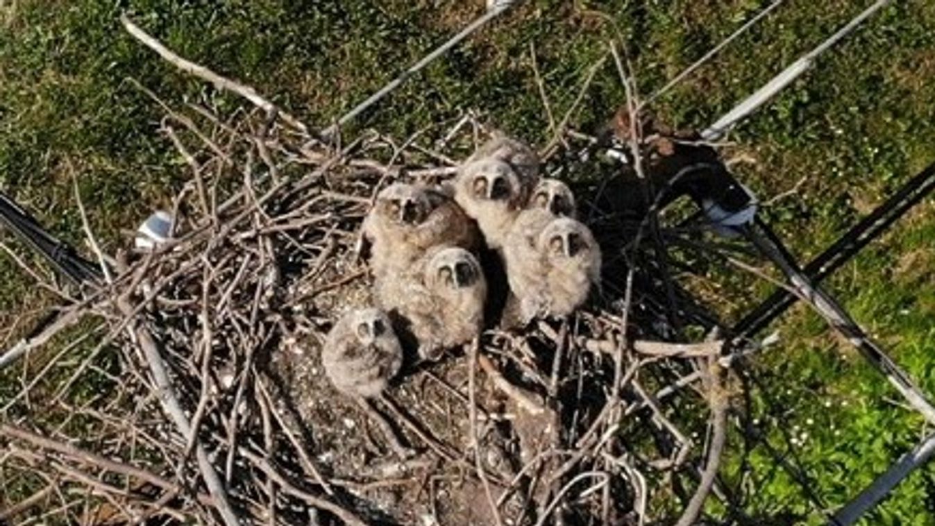 Meghökkentő helyre születtek a kölkedi baglyok