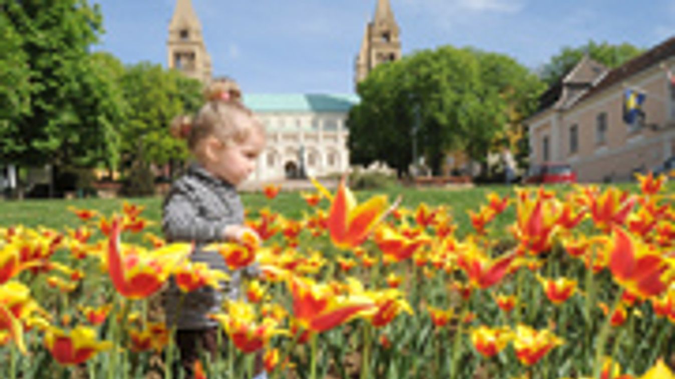 Újabb hetvenezer tulipánhagyma érkezik Pécsre
