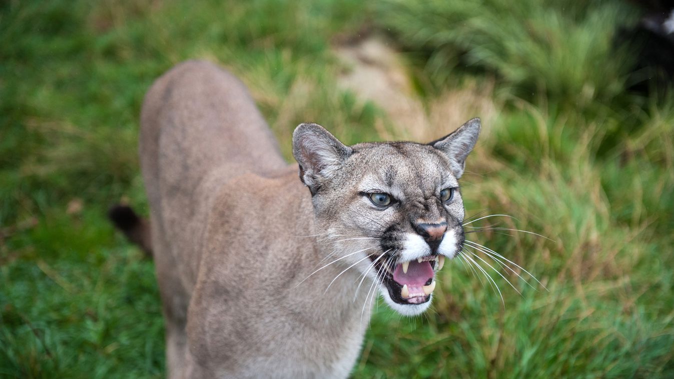 Puma támadott egy hároméves kisfiúra Kaliforniában