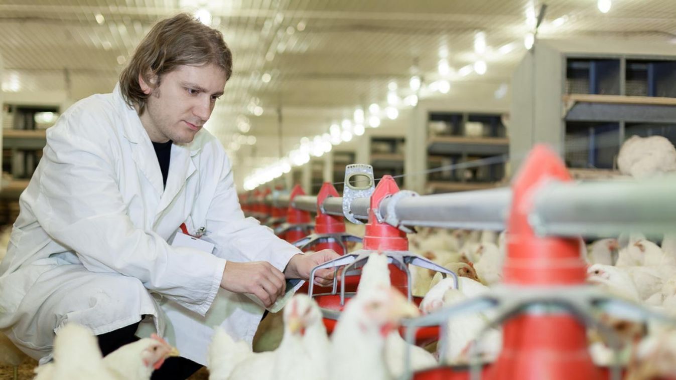 Ezekre mindenképpen figyeljen, ha csirkemellet vásárol