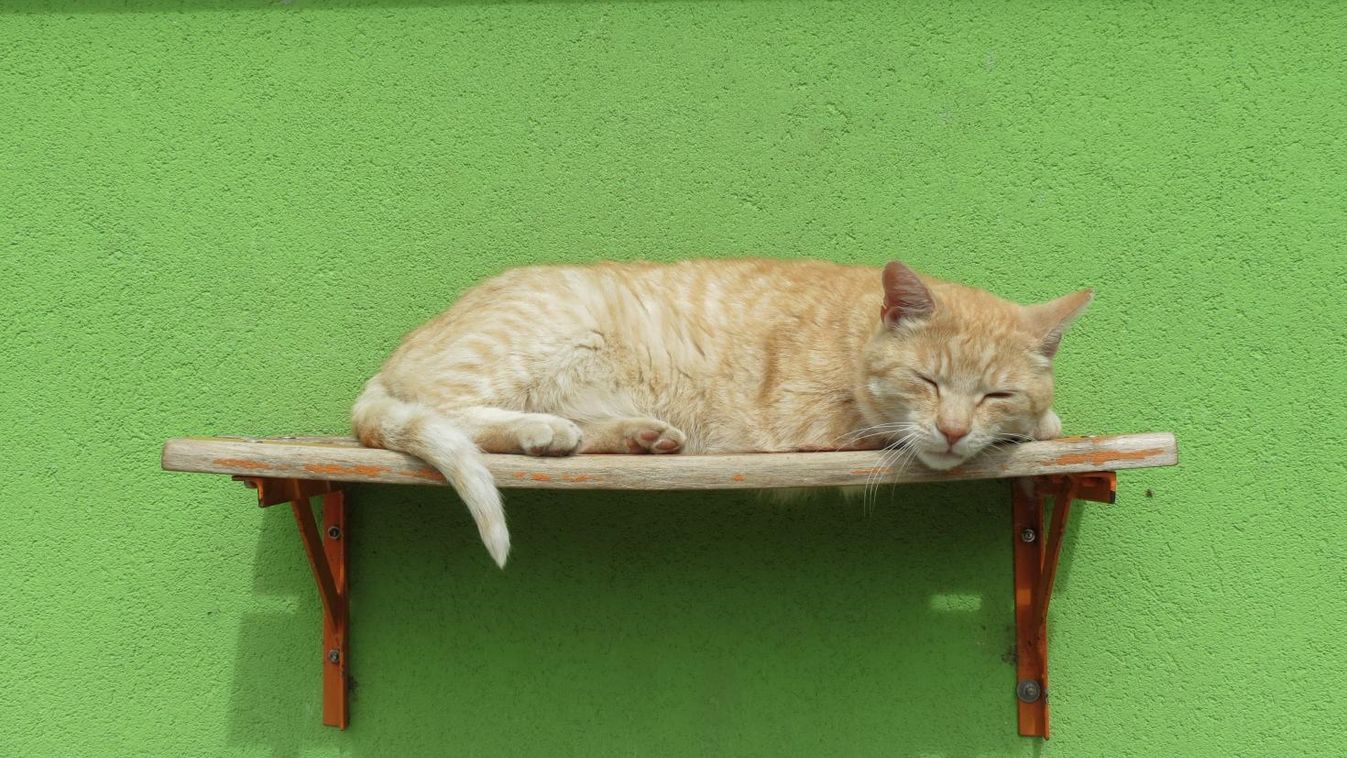 Nagyot nőttek a házimacskák a vikingek kora óta