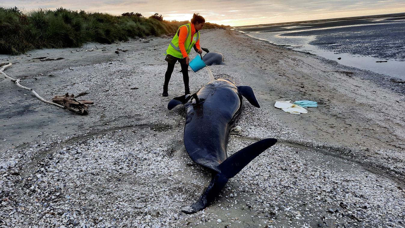 Több mint 30 delfin sodródott partra és pusztult el Új-Zéland partjainál
