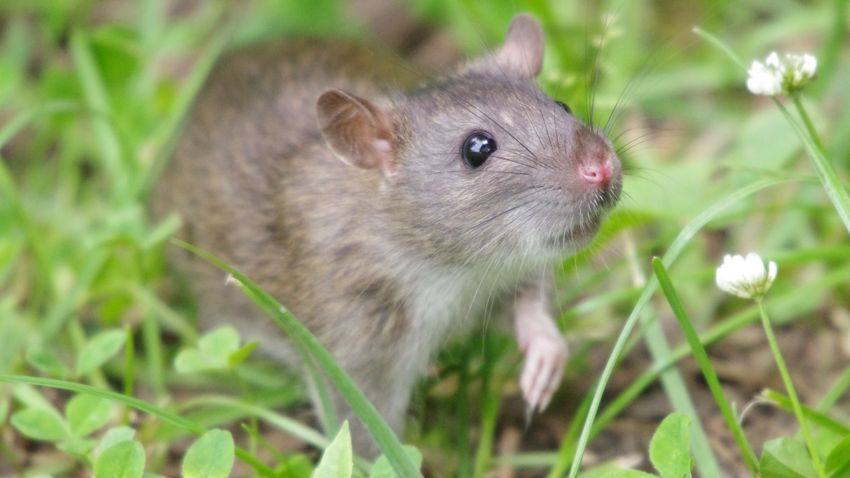 BAMA – Két év alatt sikerült megtalálni a Lamb-sziget egyetlen patkányát