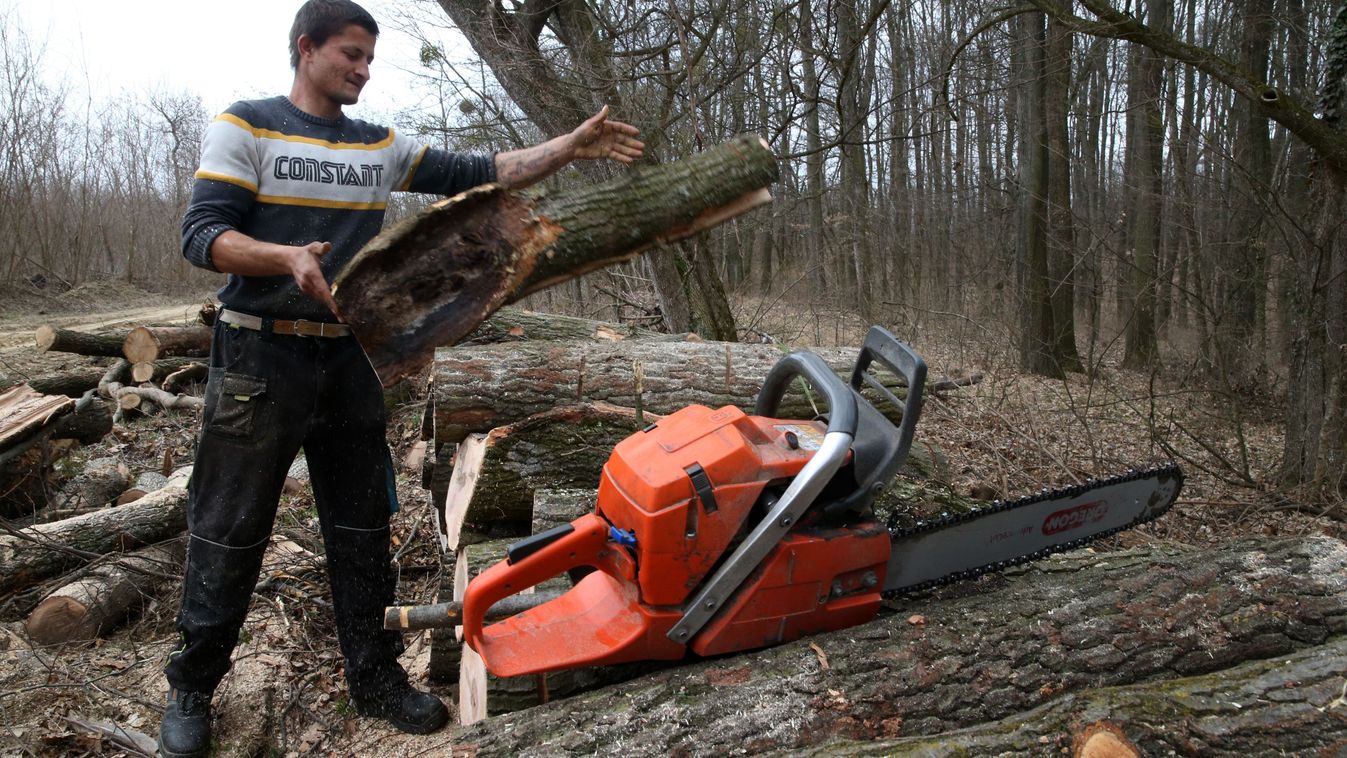 A magas fűtőértékű, kemény fát keresik a vásárlók