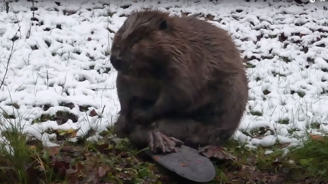 Volt, hogy a balokányi tóban fürdőzött a hód, most a Mecsekben sütkérezett (videó)