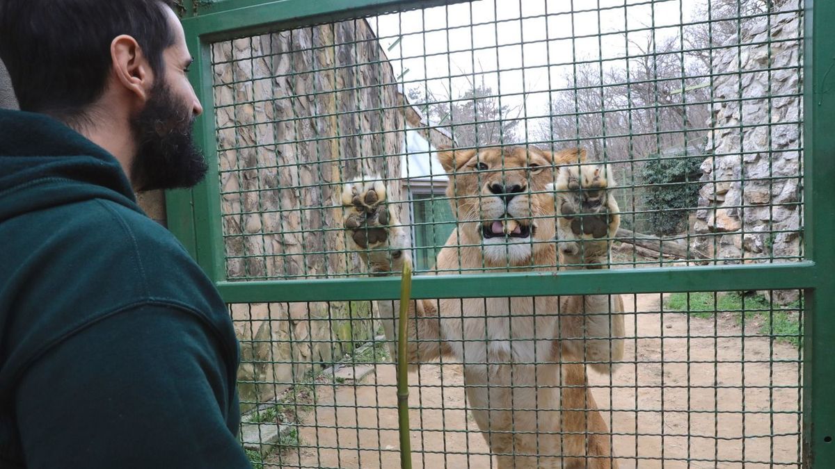 Szinte a kezünkből ettek a pécsi állatkert oroszlánjai (videó)