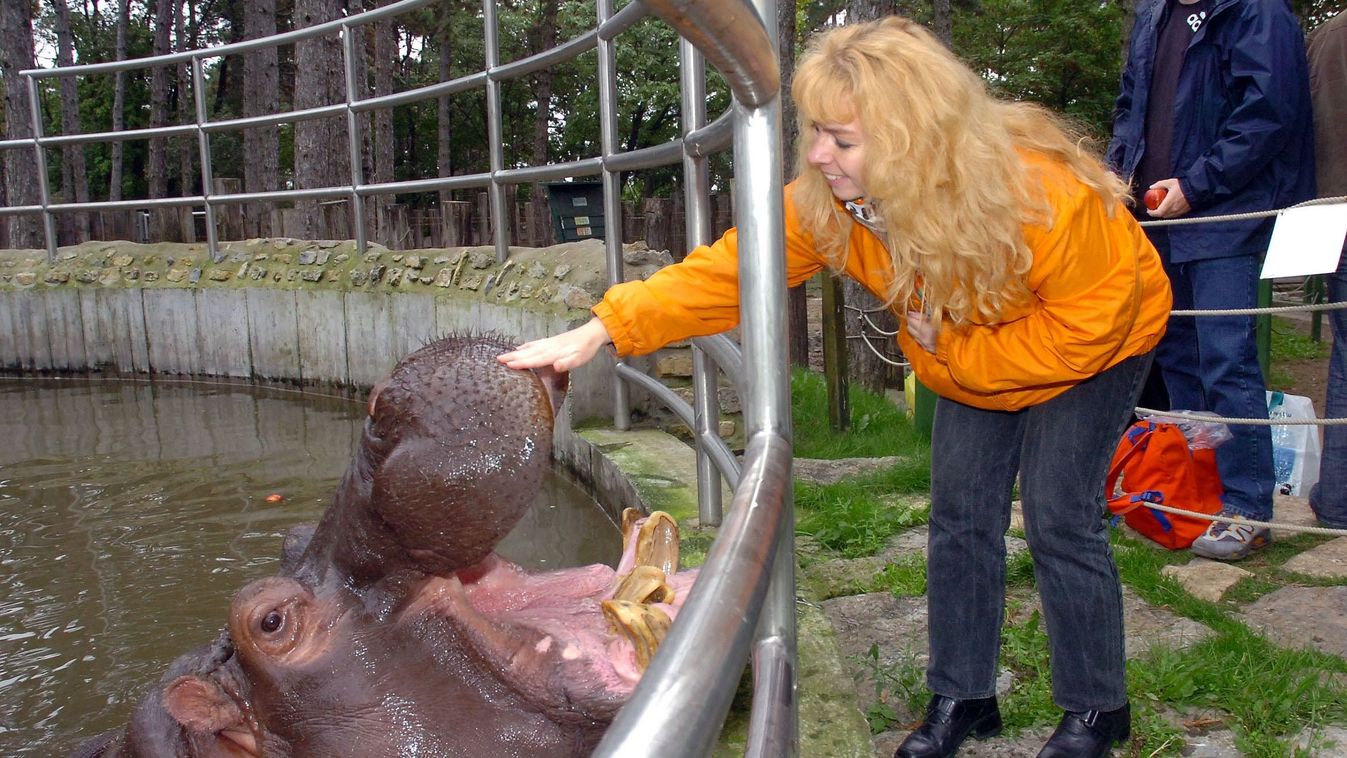 Harmincéves lett Bálint, a pécsiek kedvenc vízilova (galéria)