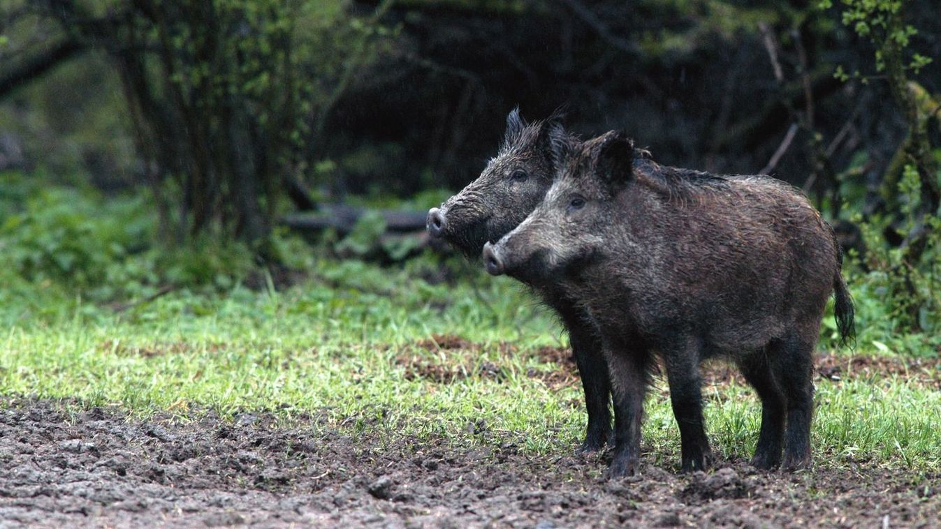 A pécsi Tiborc utcában is lövöldözhetnek a vadászok