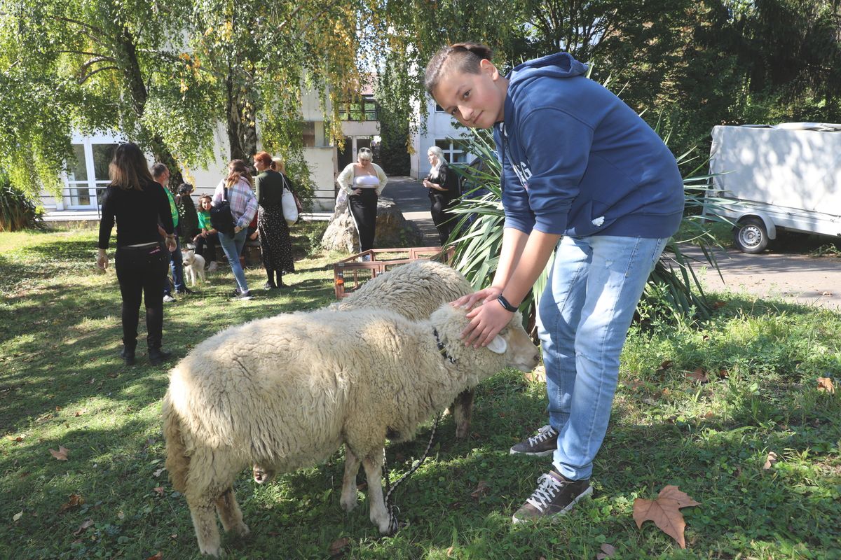 szülinap, állatok világnapja