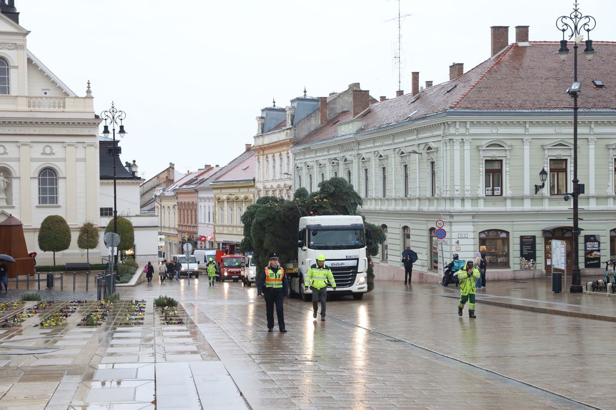 mindenki karácsonyfája, fenyő