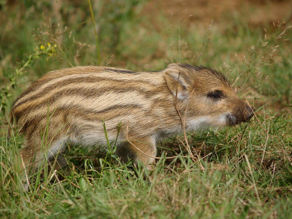 kutyások