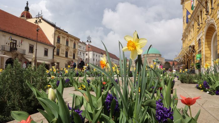 Itt a tavasz! Virágba borultak Pécs legszebb helyei