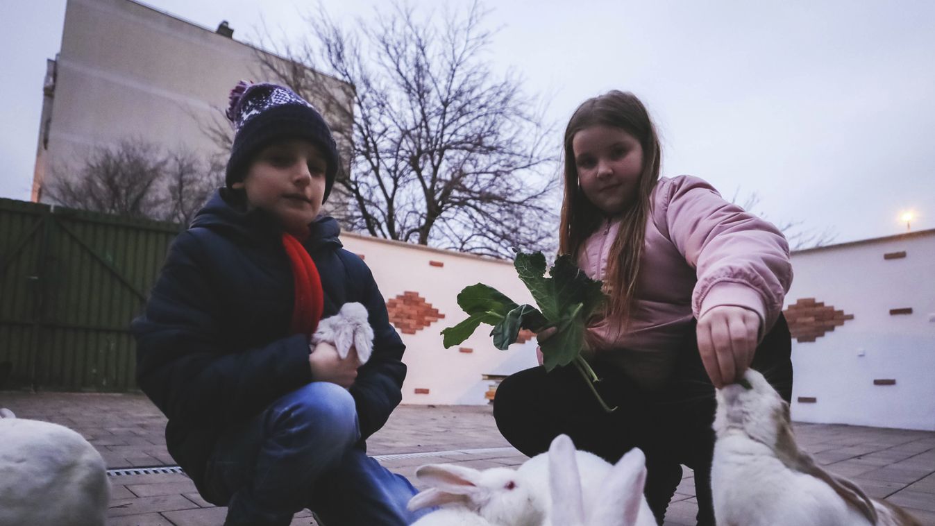 Az élő nyuszi a legrosszabb ajándék