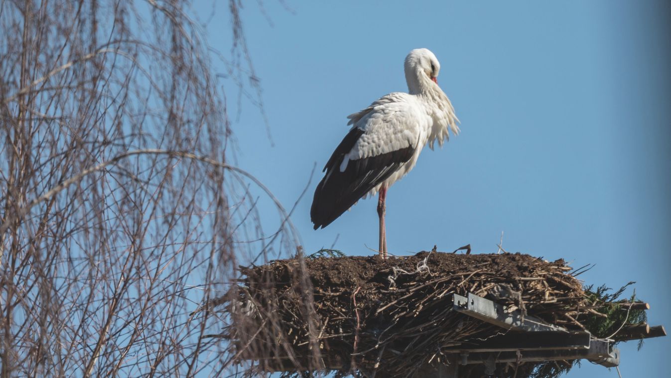 Gólyahíradó: már tatarozzák nyári otthonukat