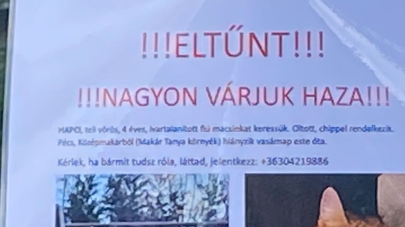 Eltűnt: nagyon várják haza Hapcit