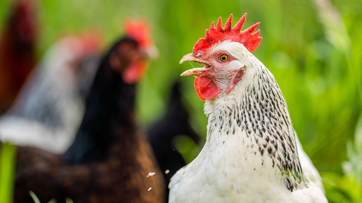 Kiosztották a háztáji boldogulást segítő javakat