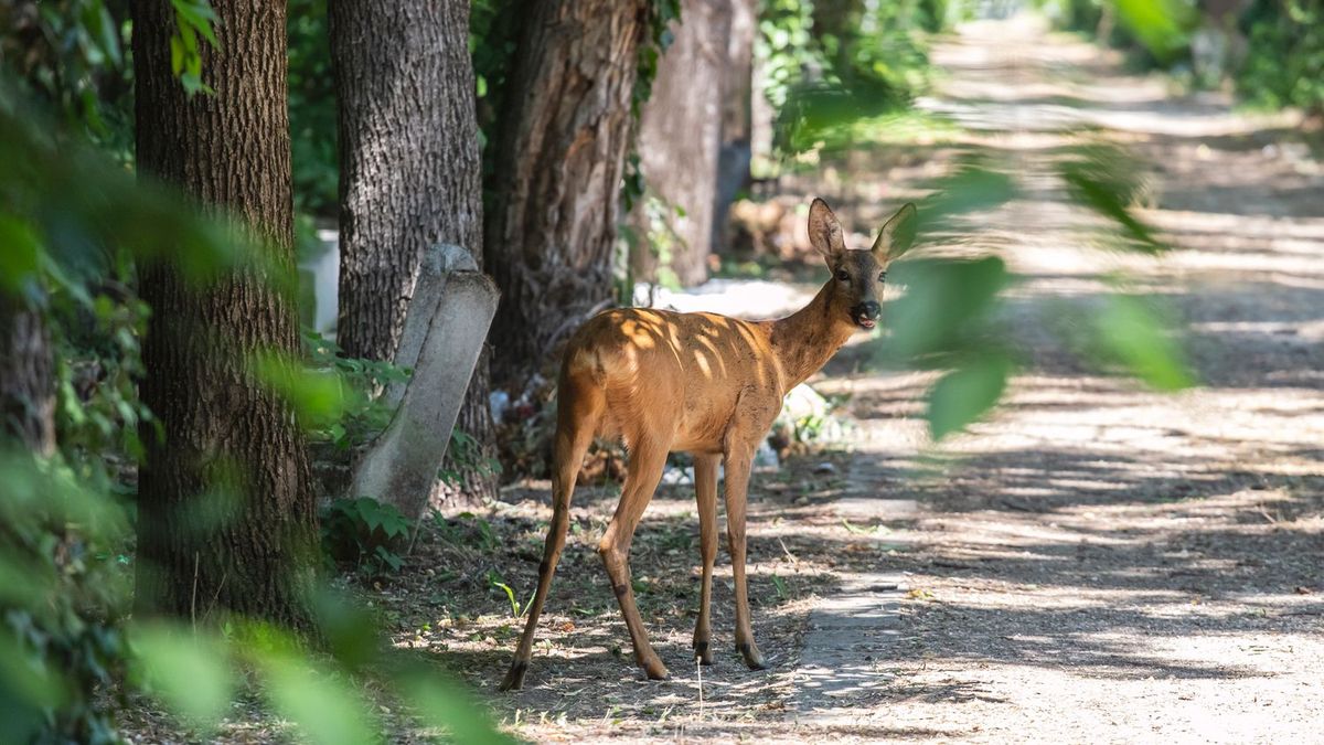 A rendőrség veszélyes időszak kezdetére figyelmeztet az utakon.
