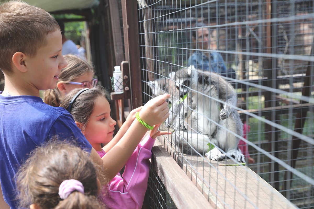 Gyerekek etetik a Mini Zoo gyűrűsfarkú makiit