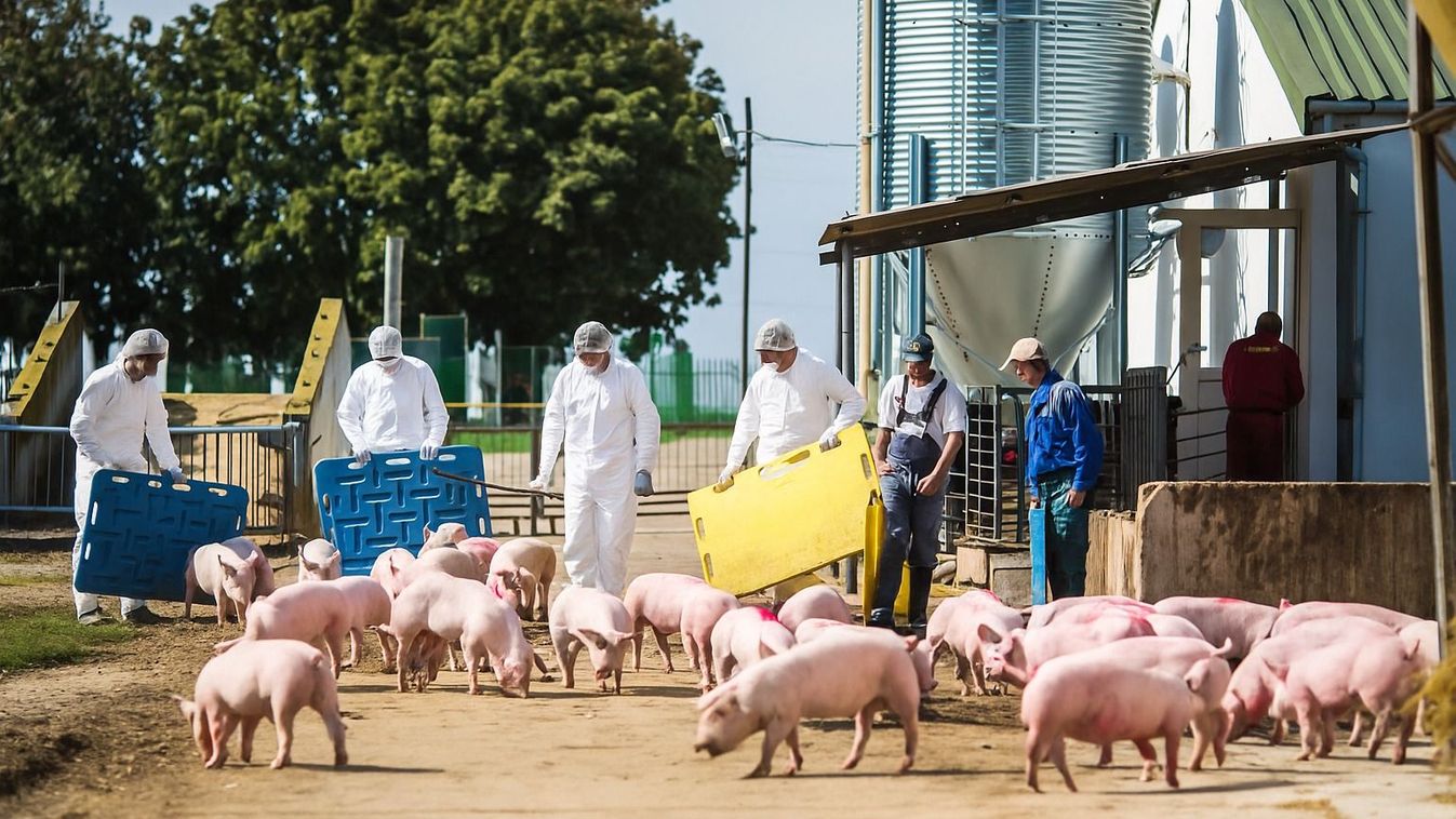 Halálos kór pusztít a szomszédban – Baranya veszélyben