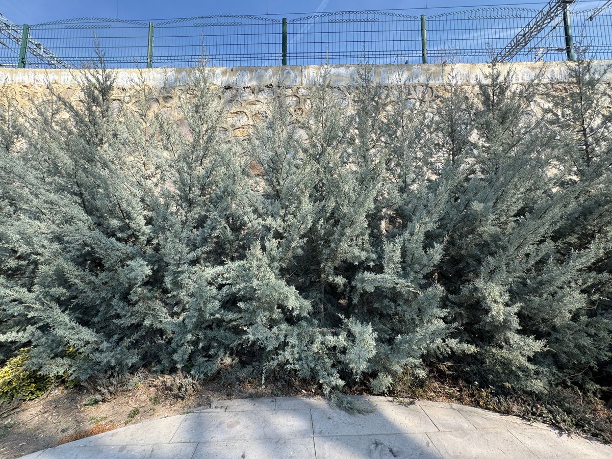 Blue,Arizona,Cypress,Tree,And,Cones,In,The,Park.,Cupressus