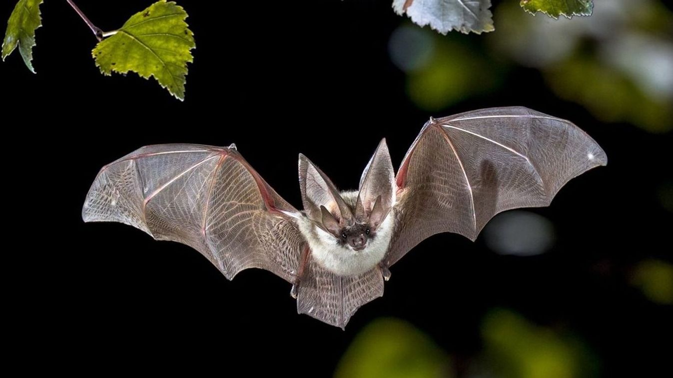 Ezúttal talán még Batman is tiszteletét teszi