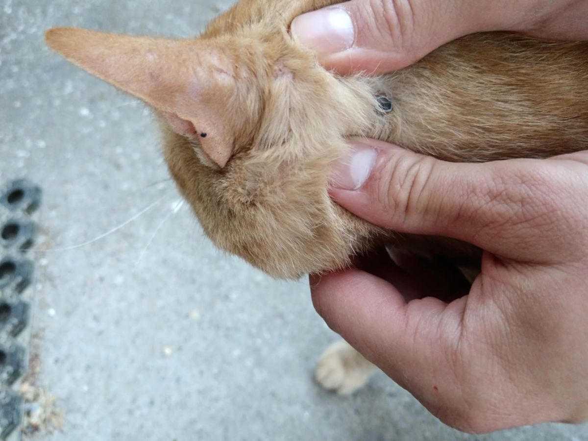 Harkányban légpuskával meglőtt kóbor cica
