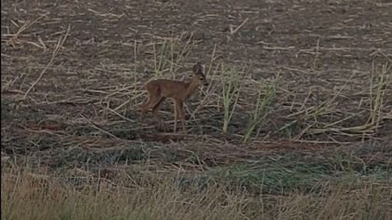 Szívszorító videó! Kétségbeesett őzike hívta mamáját a főút mellett - VIDEÓ