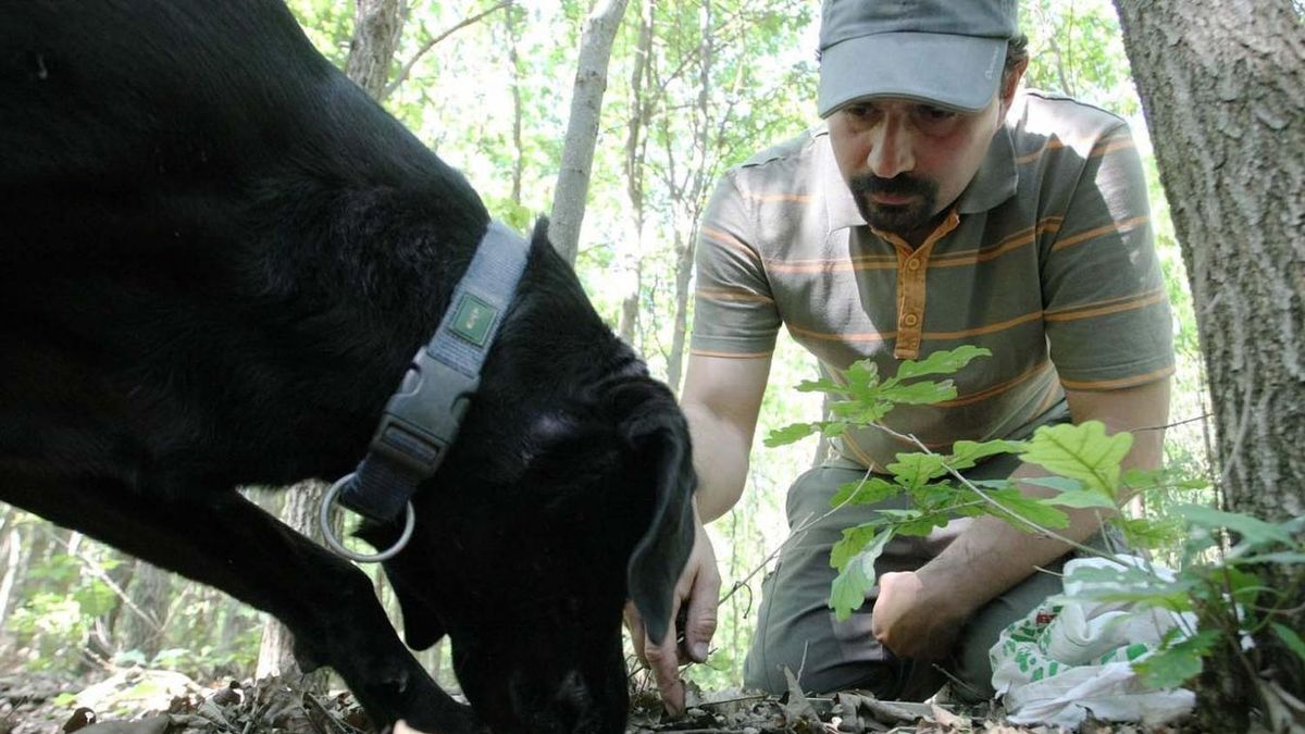 Térségünkben jellemzően képzett kutyákat használnak az érett szarvasgomba felkutatására