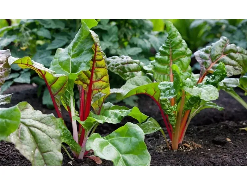 A mángold nem csak sokoldalúan finom, hanem attraktív kerti növény is